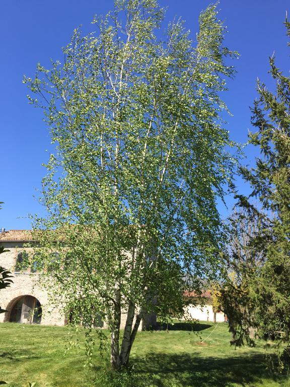 圣马西莫Agriturismo Le Due Arcate别墅 外观 照片